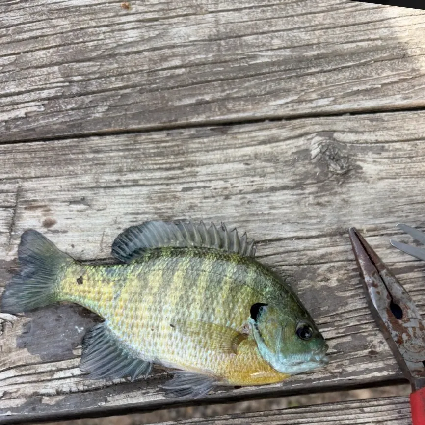 Bluegill caught on Fishbrain