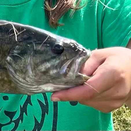 Smallmouth bass caught on Fishbrain