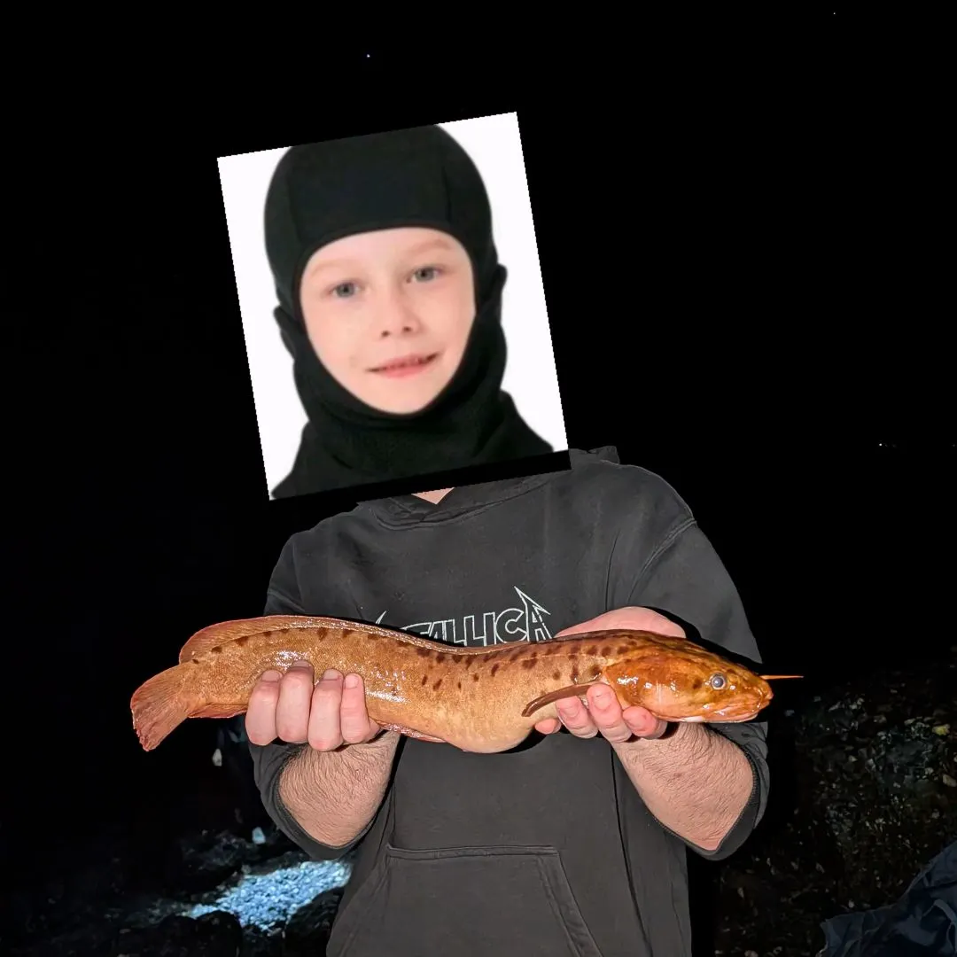 The most recent Three-bearded rockling catches on Fishbrain