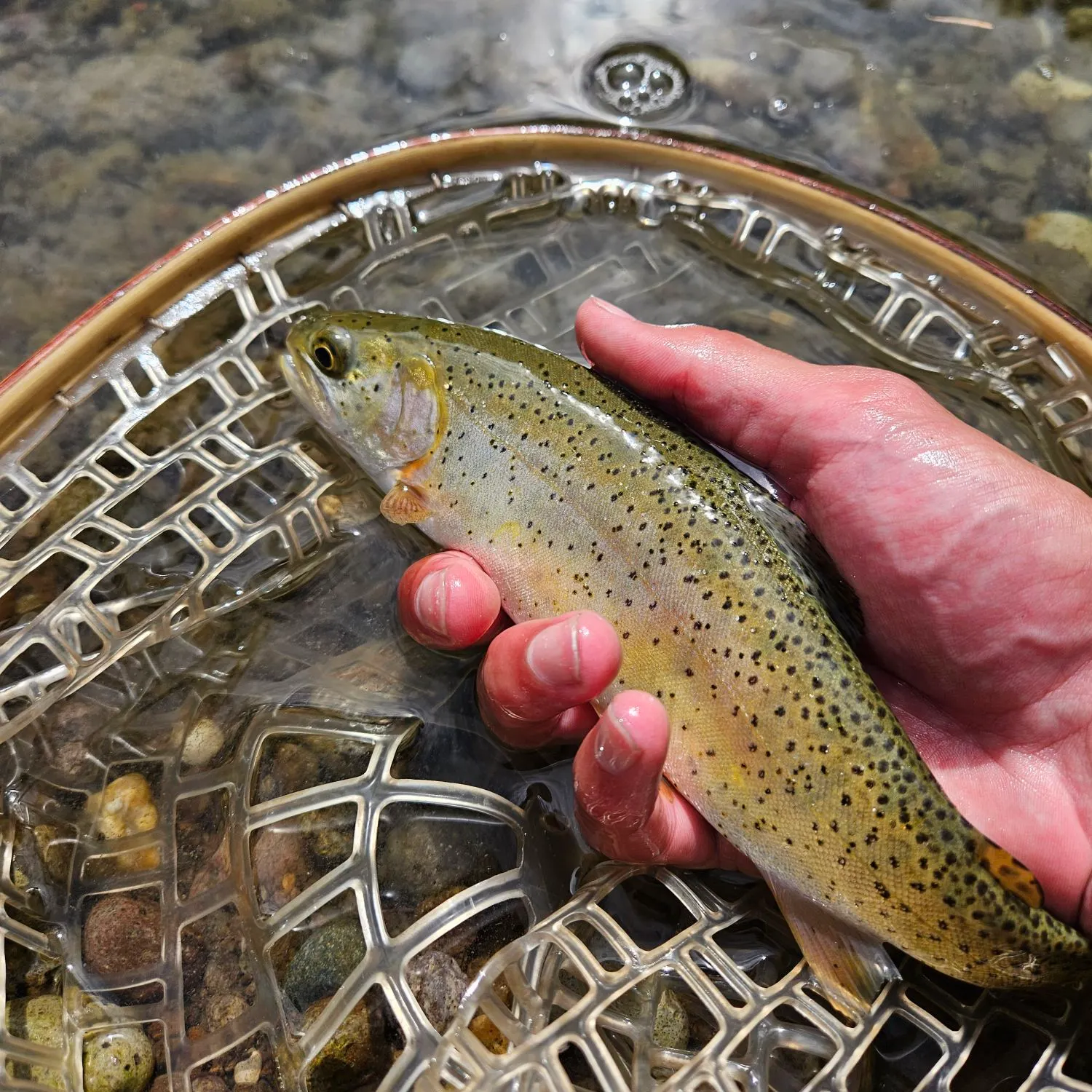The most recent Yellowstone cutthroat trout catches on Fishbrain