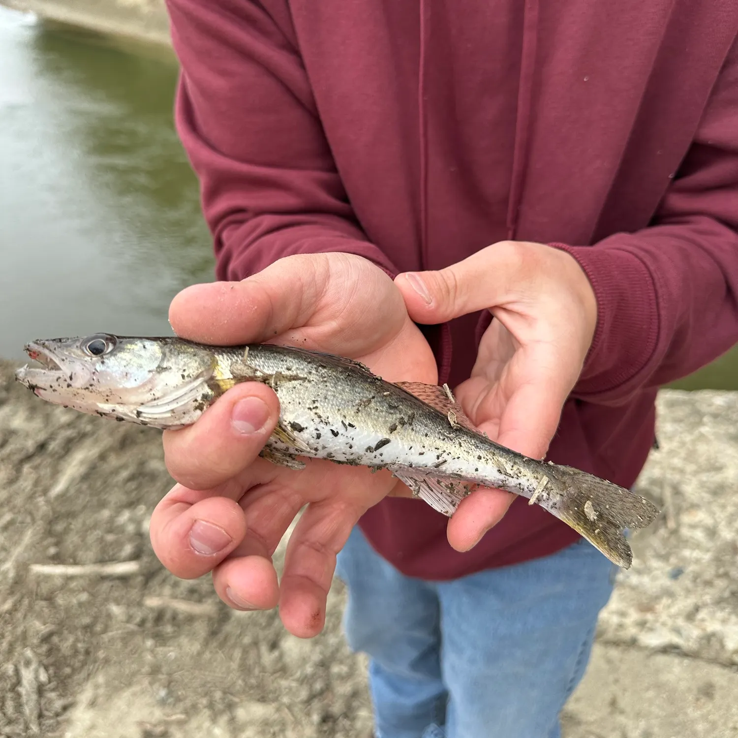 Saugeye caught on Fishbrain