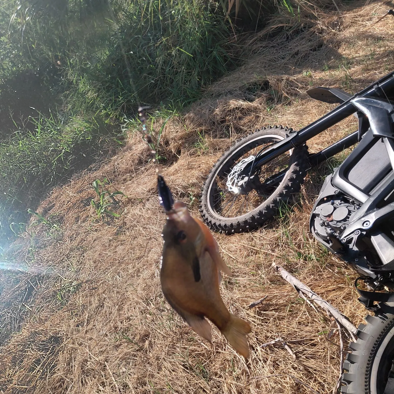 Oscar caught on Fishbrain