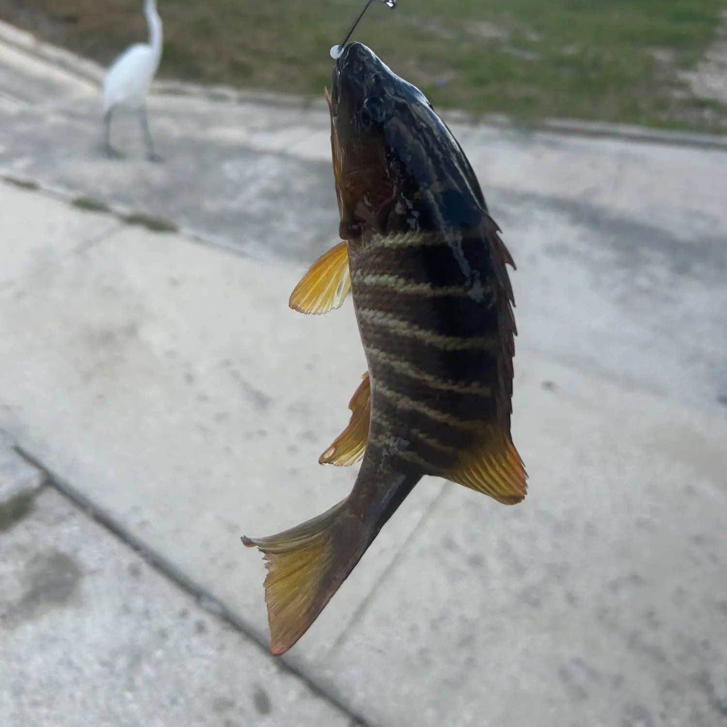 The most recent White margate catches on Fishbrain