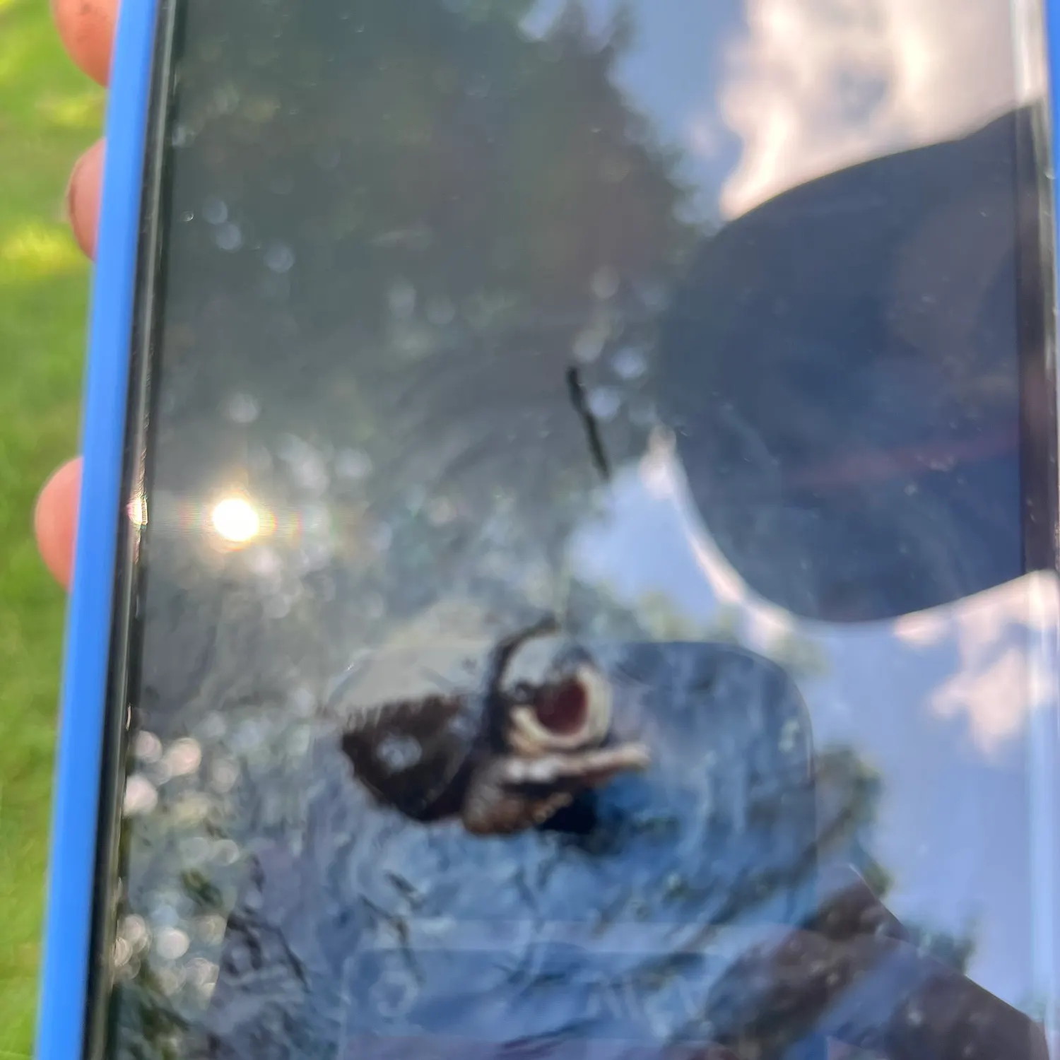 Common snapping turtle caught on Fishbrain