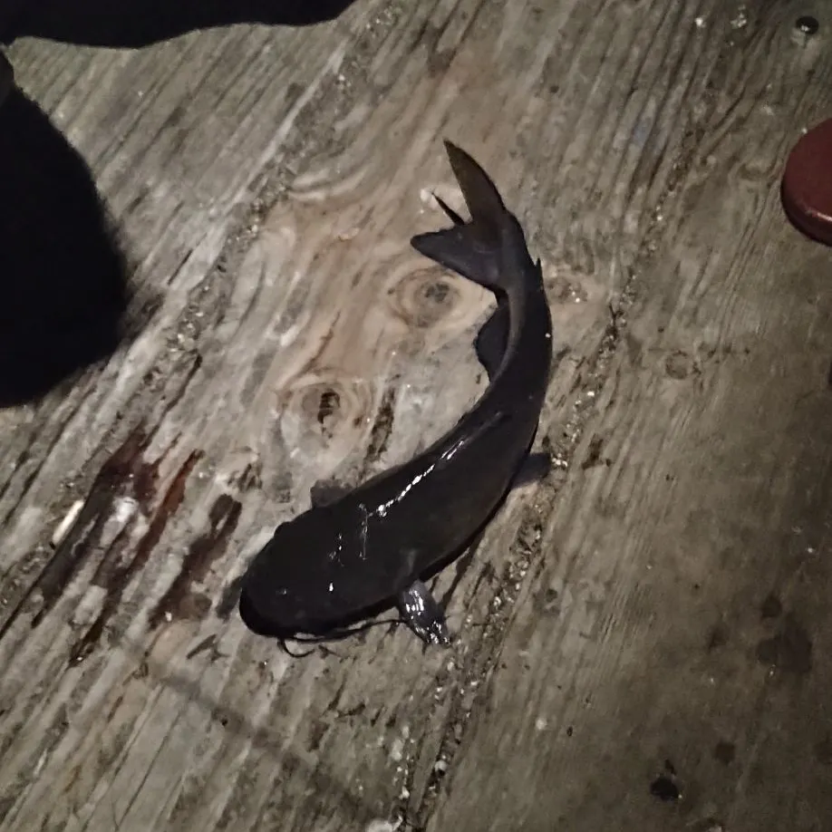 Channel catfish caught on Fishbrain