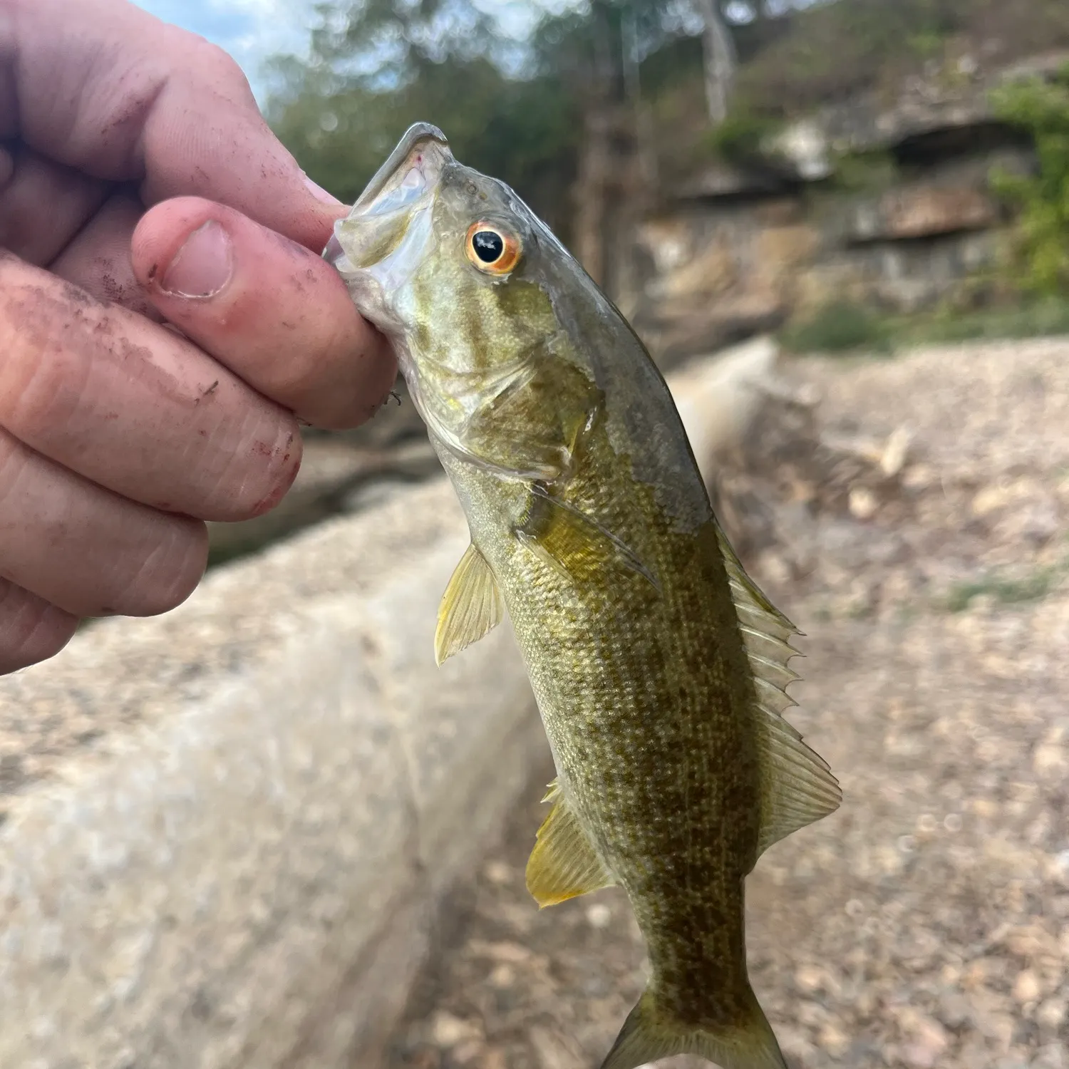 Smallmouth bass caught on Fishbrain