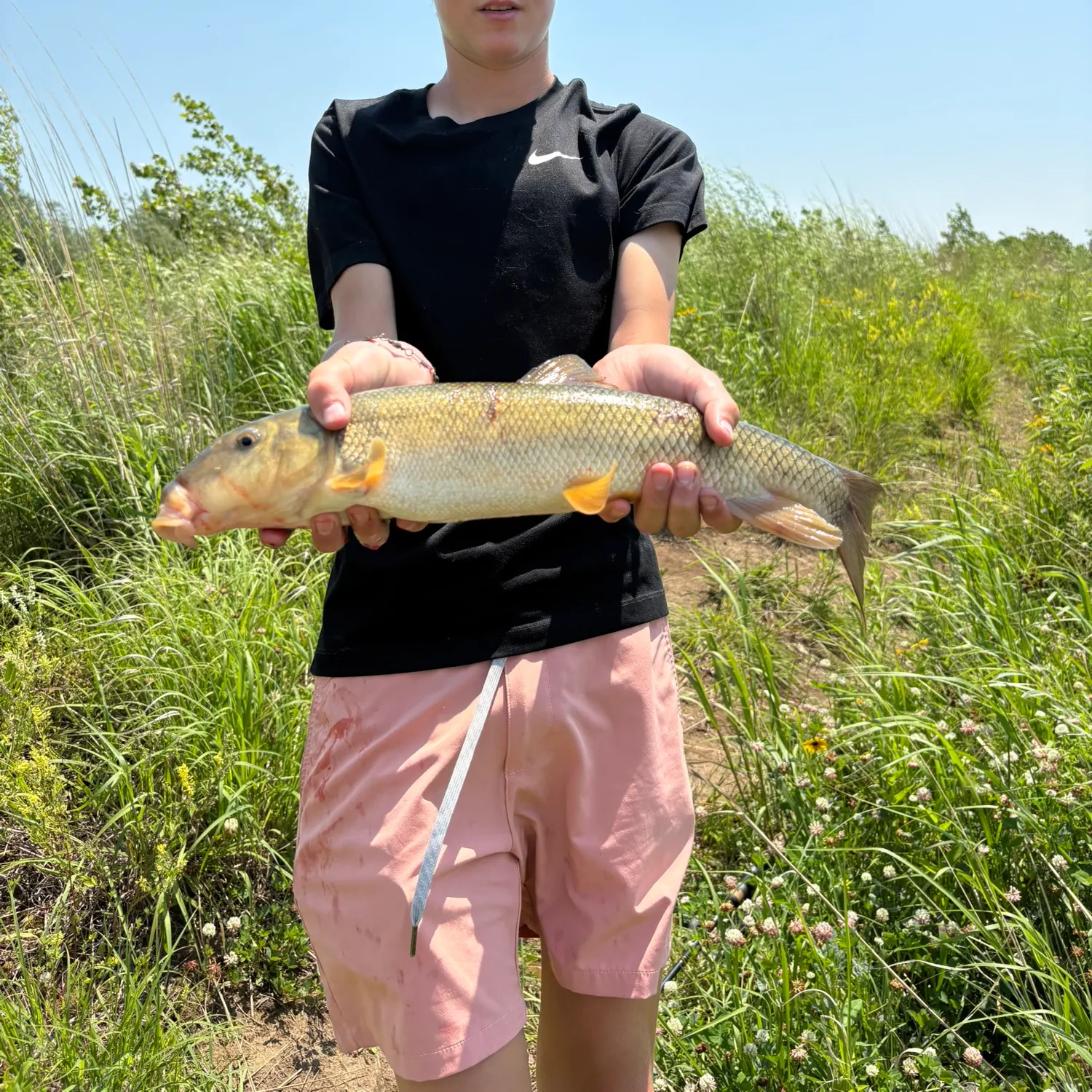 The most recent White sucker catches on Fishbrain