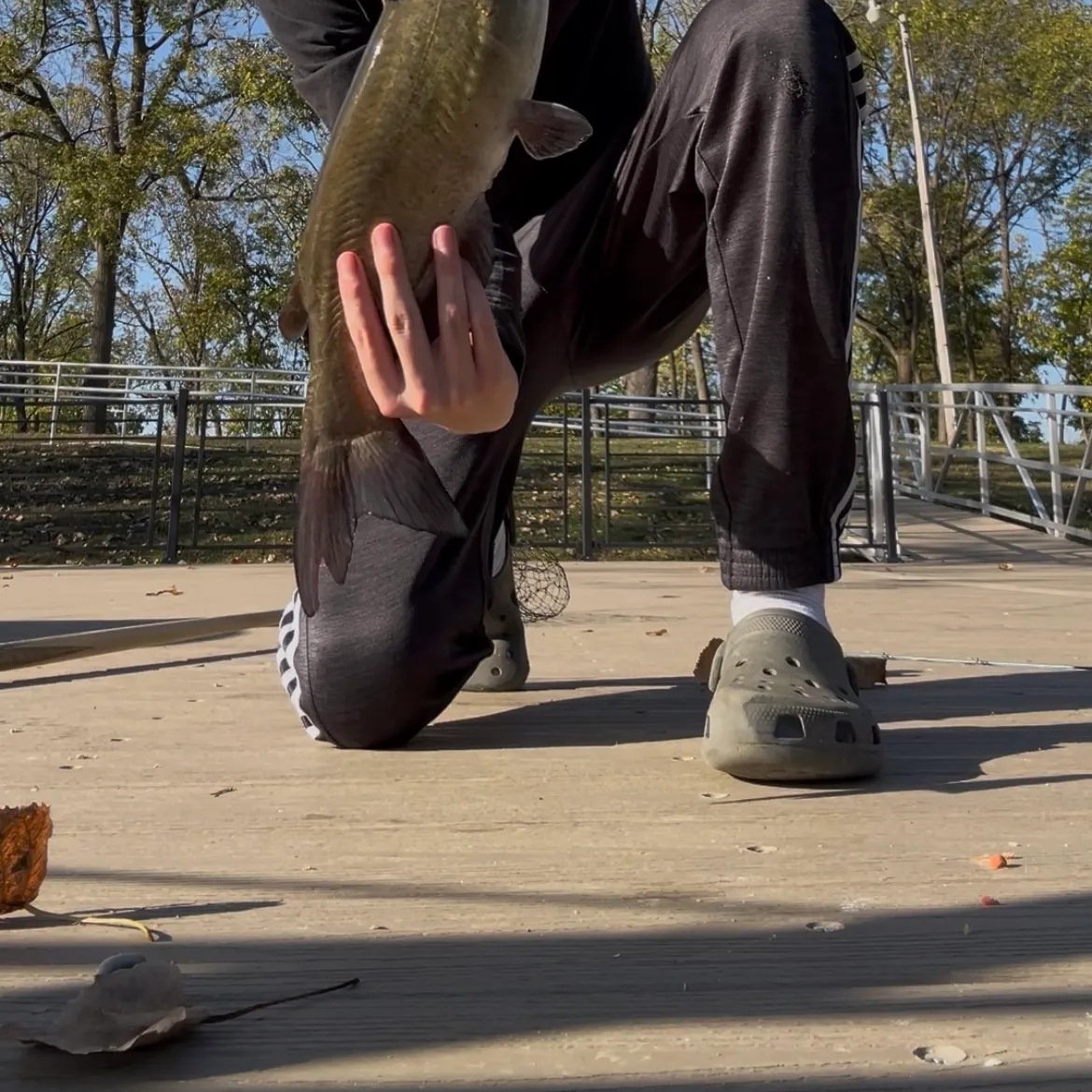 Channel catfish caught on Fishbrain