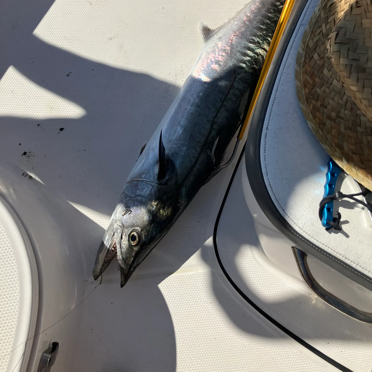 The most recent King mackerel catches on Fishbrain