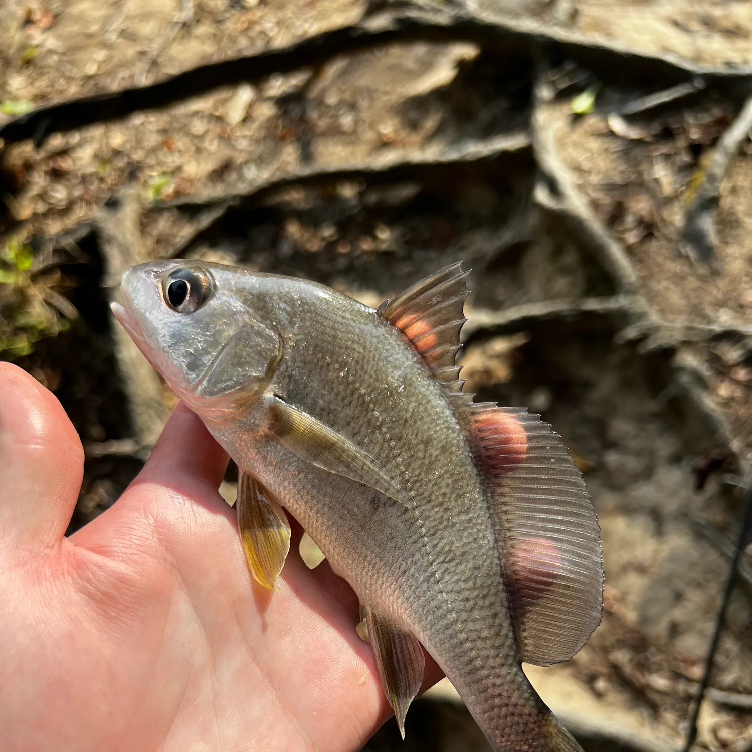 Freshwater drum caught on Fishbrain