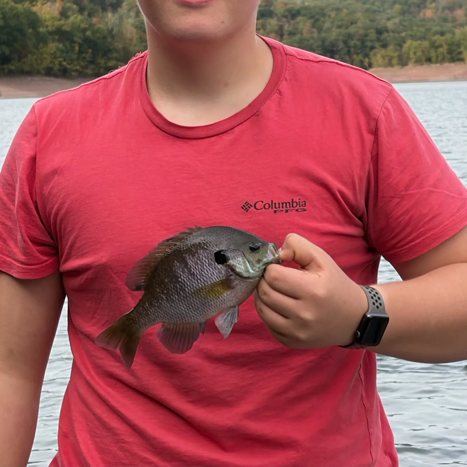 Bluegill caught on Fishbrain