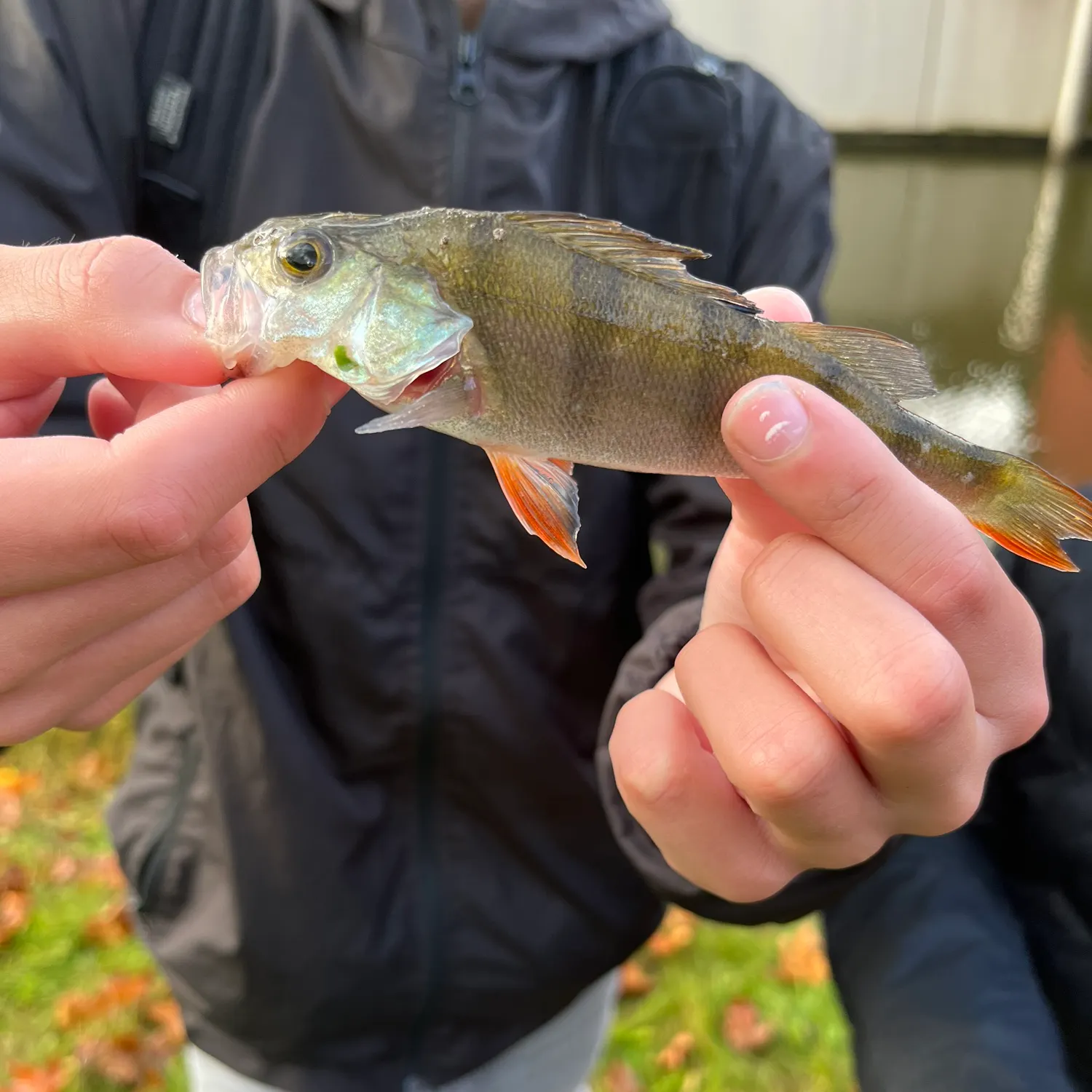 European perch caught on Fishbrain