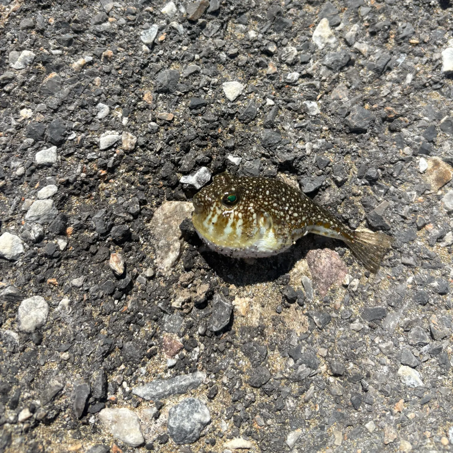 The most recent Yellowspotted puffer catches on Fishbrain