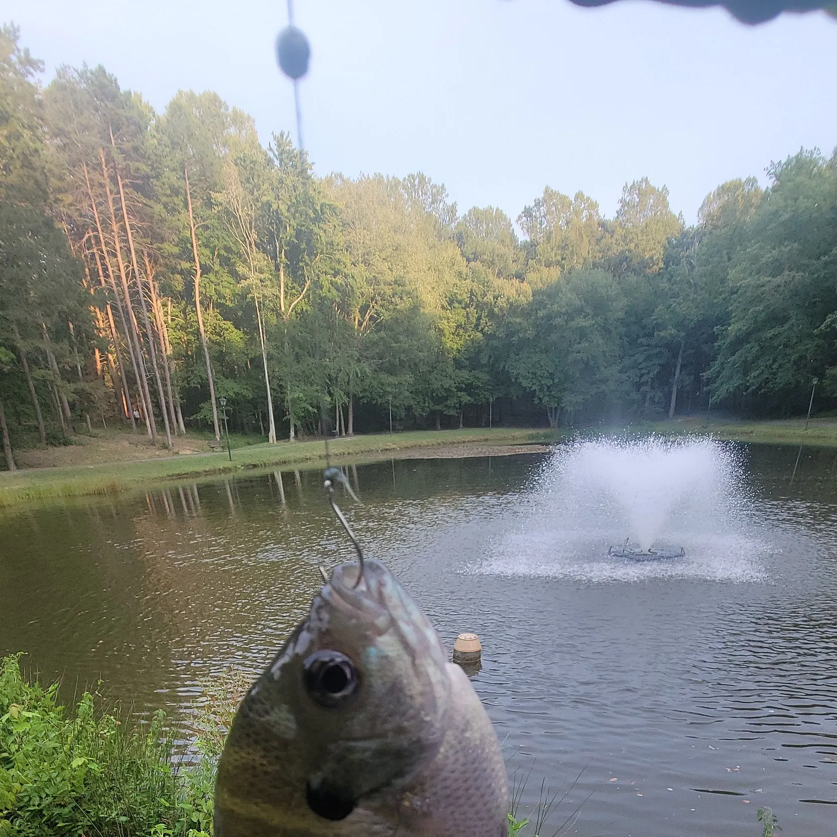 Bluegill caught on Fishbrain