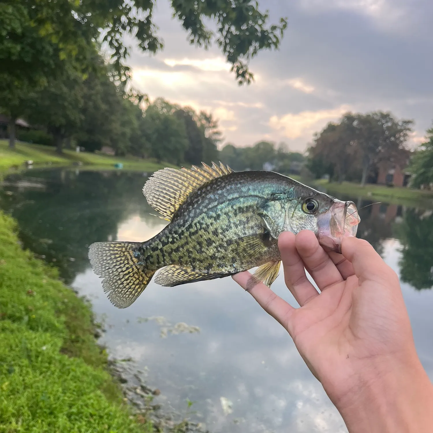 catch