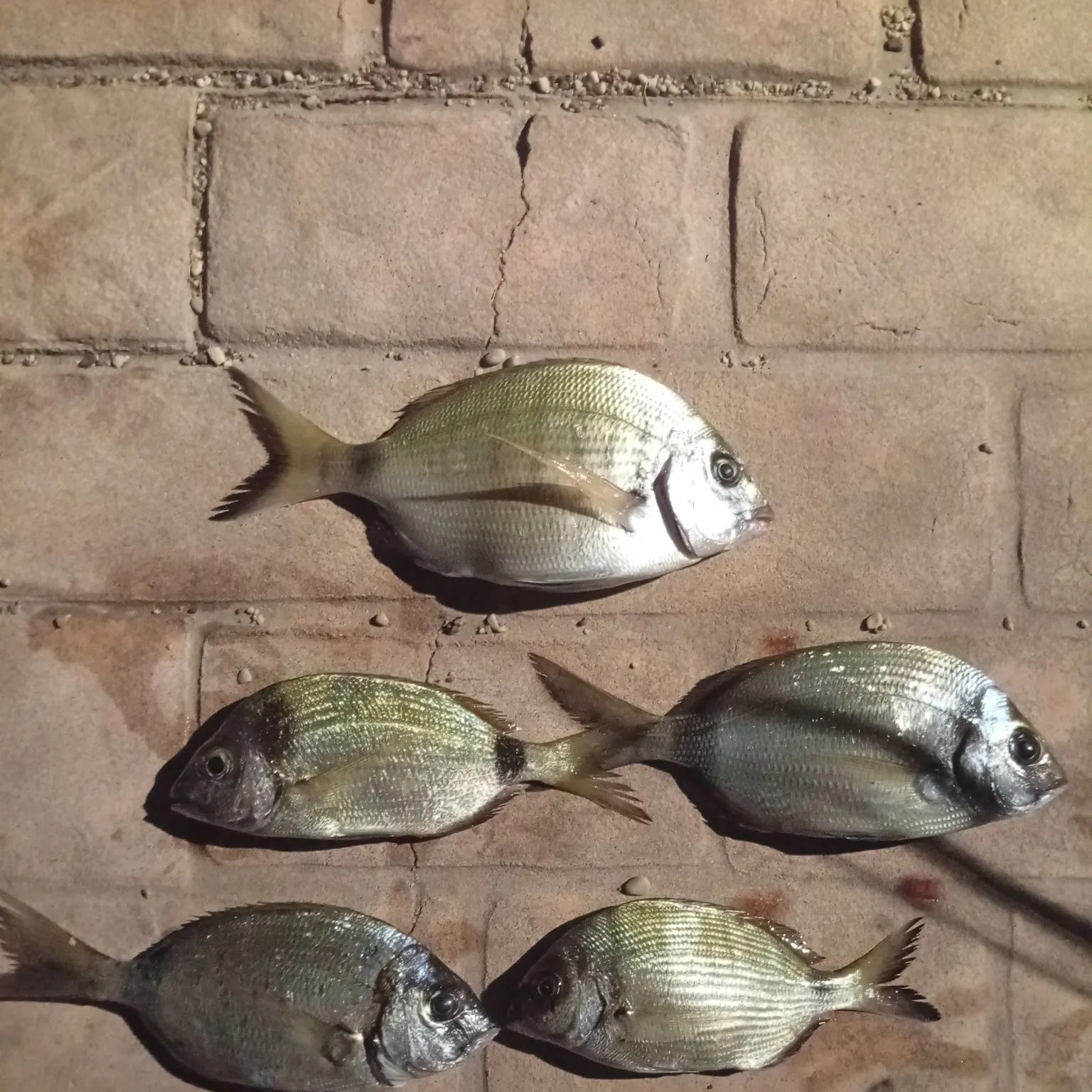 White seabream caught on Fishbrain