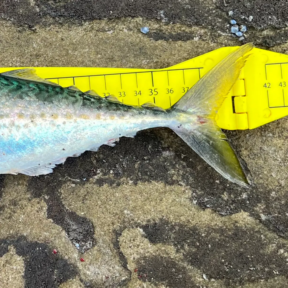 The most recent Blue mackerel catches on Fishbrain