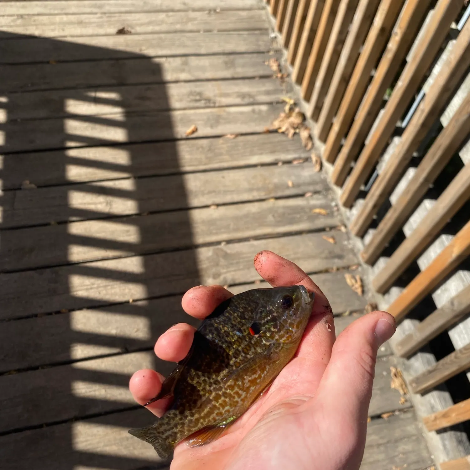 Pumpkinseed caught on Fishbrain