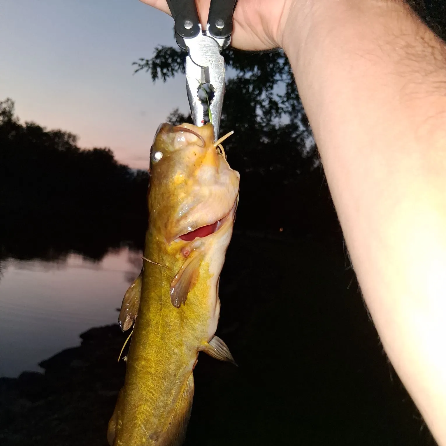 Yellow bullhead caught on Fishbrain