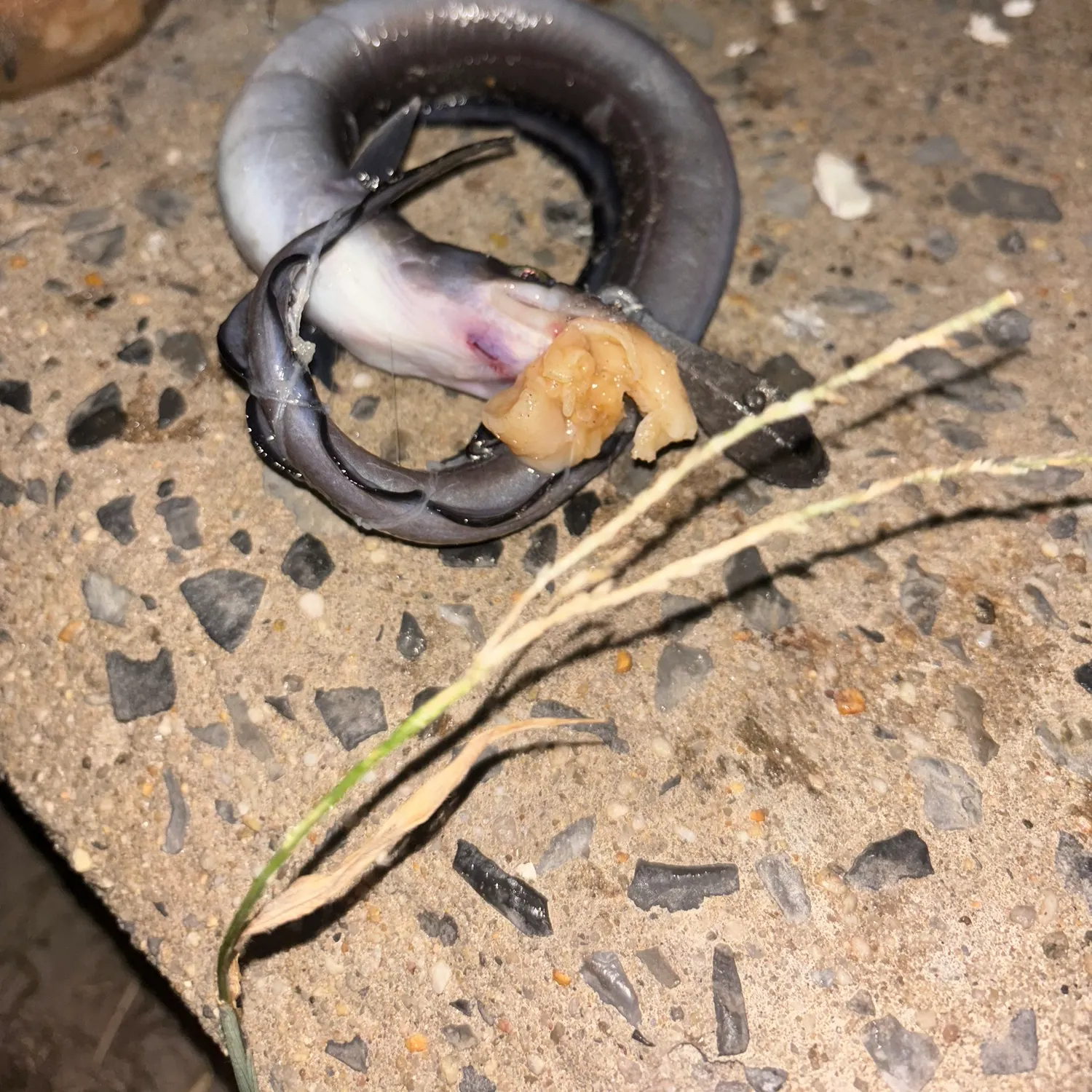The most recent American eel catches on Fishbrain