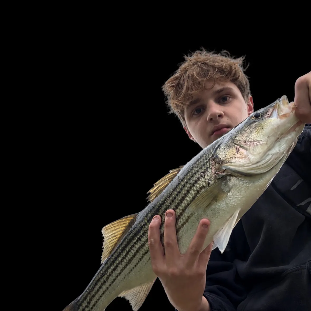 Striped bass caught on Fishbrain