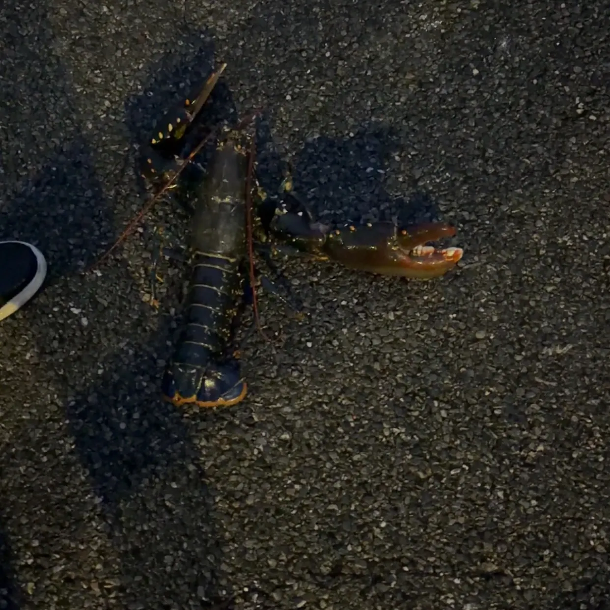 The most recent American lobster catches on Fishbrain