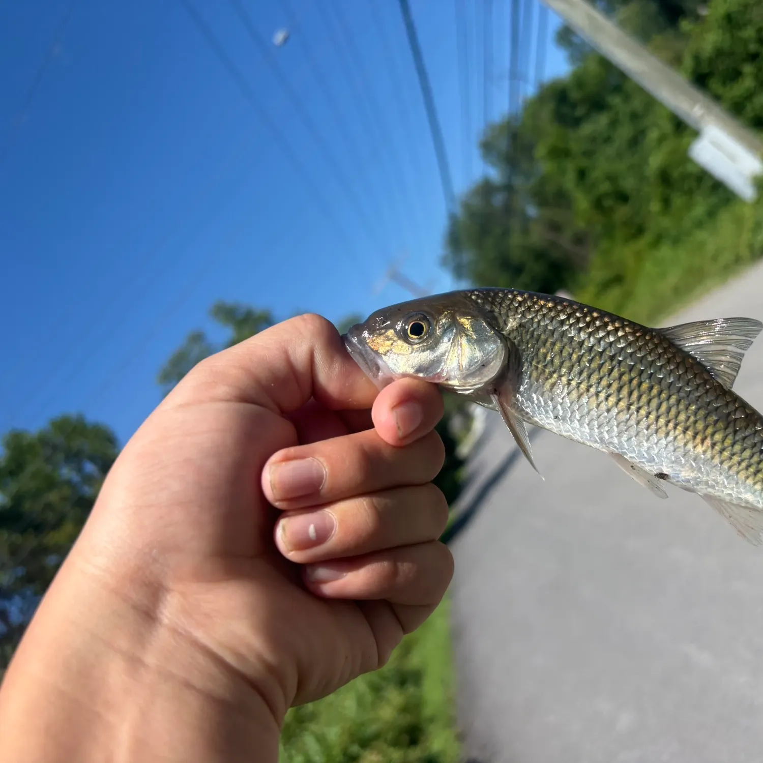 Fallfish caught on Fishbrain