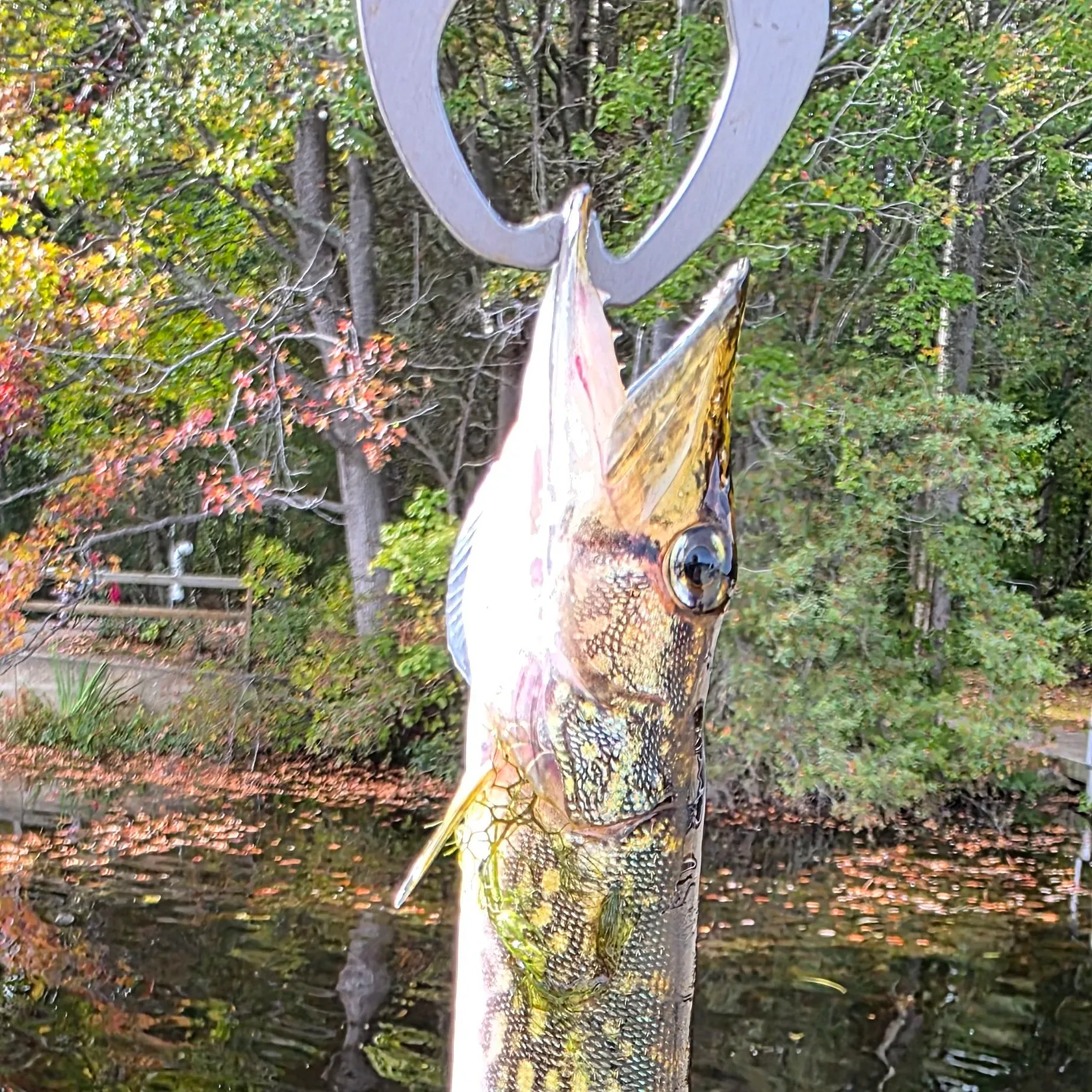 Chain pickerel caught on Fishbrain