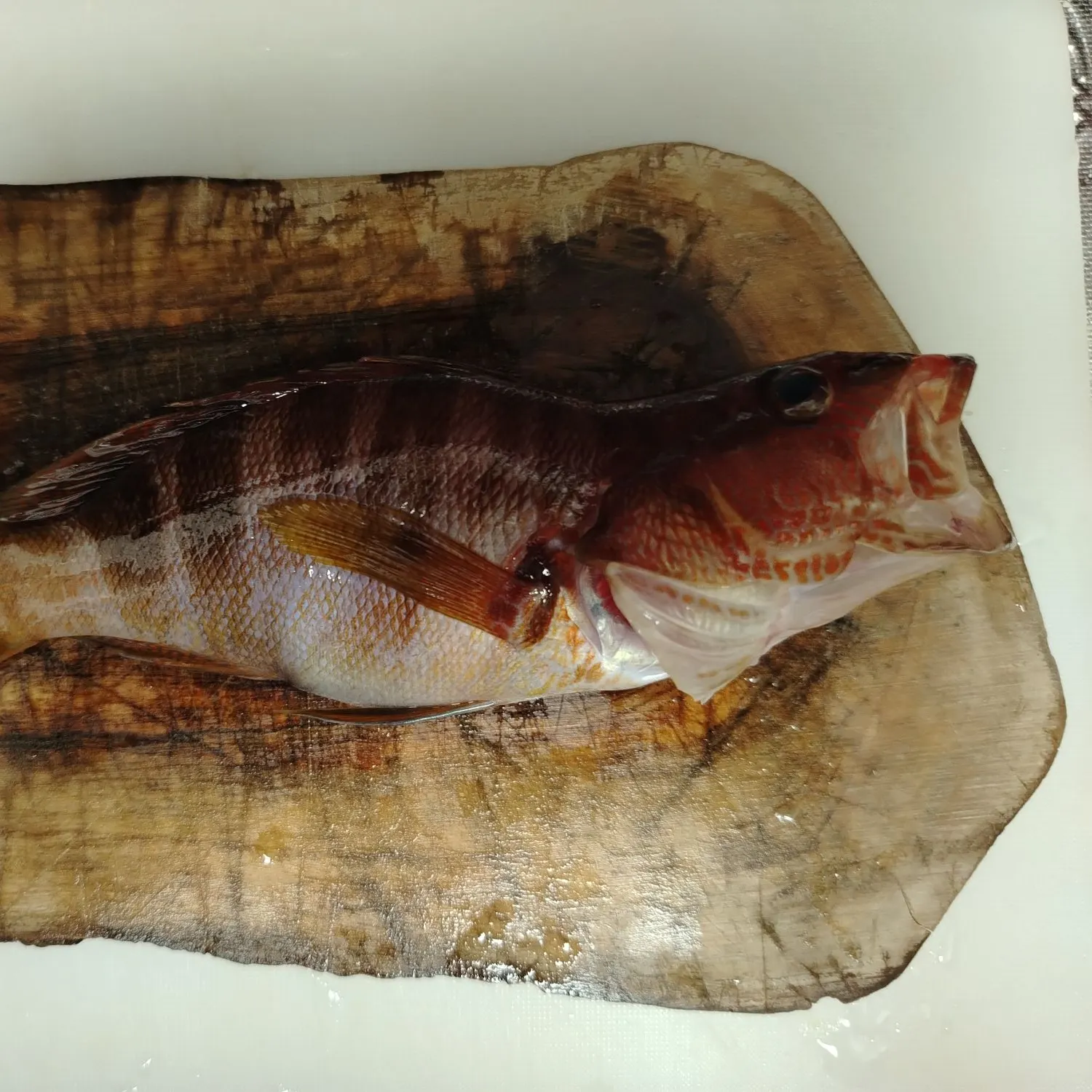 The most recent Comber catches on Fishbrain