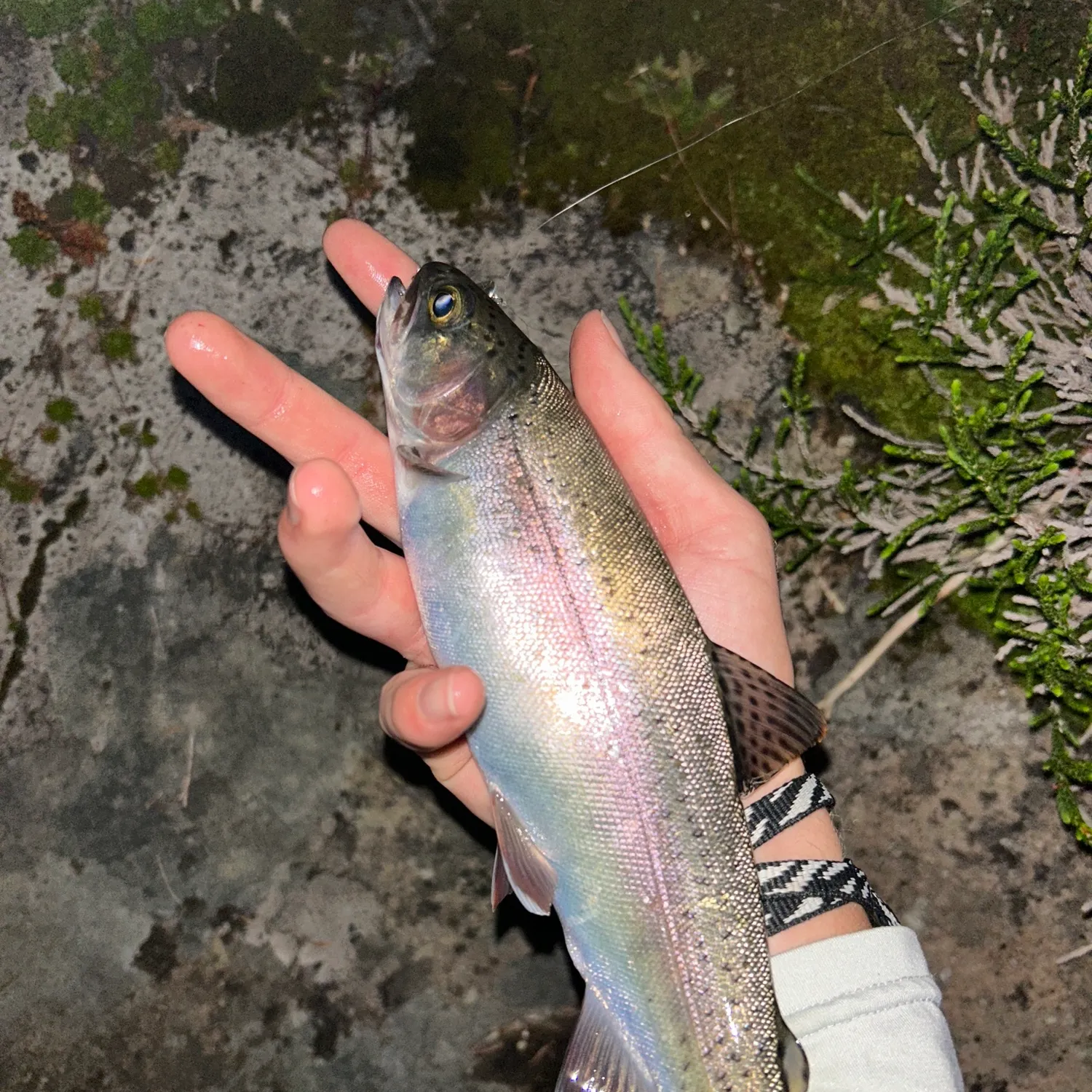 Rainbow trout caught on Fishbrain