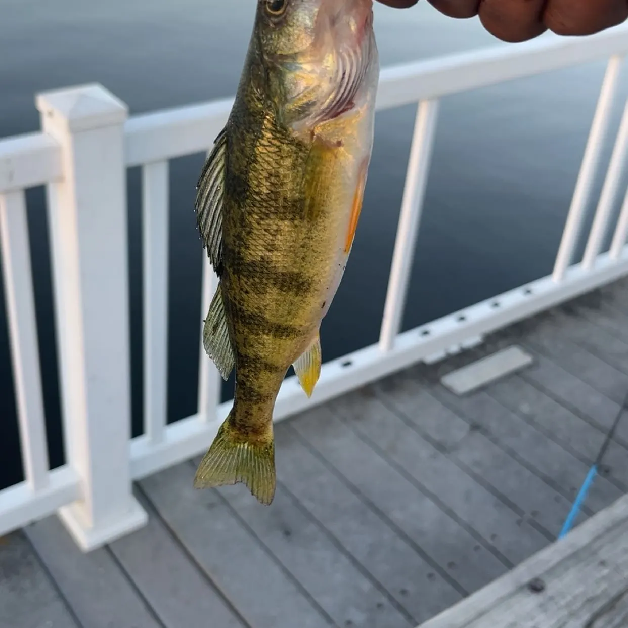Yellow perch caught on Fishbrain