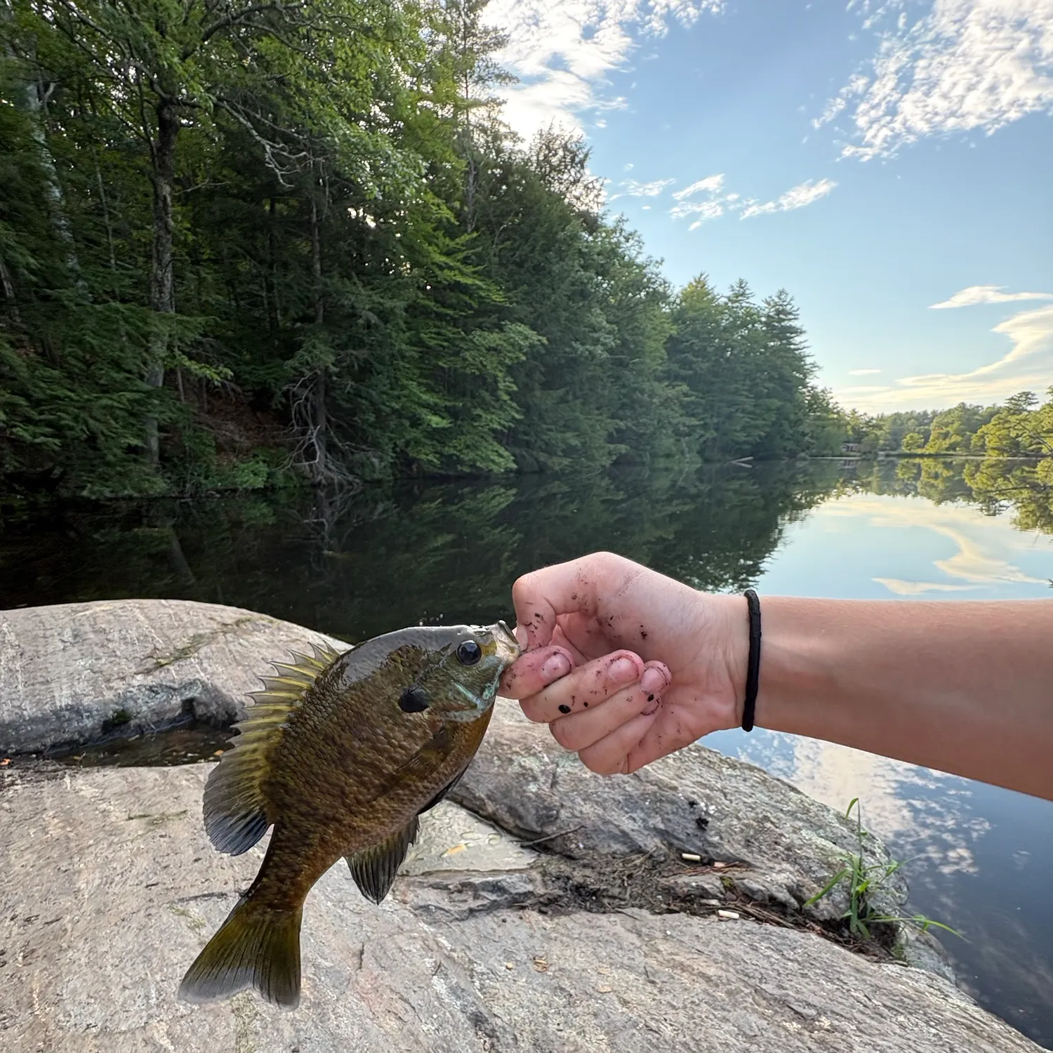Bluegill caught on Fishbrain