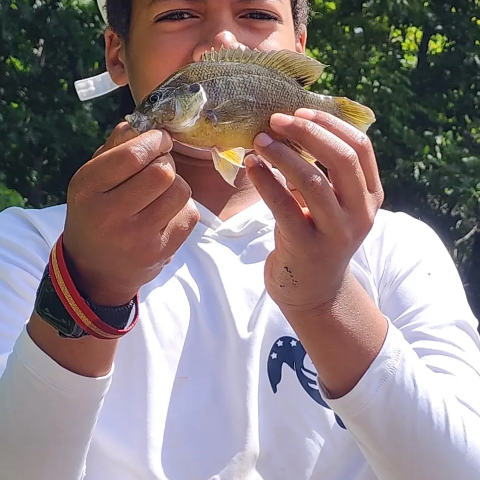 Green sunfish caught on Fishbrain