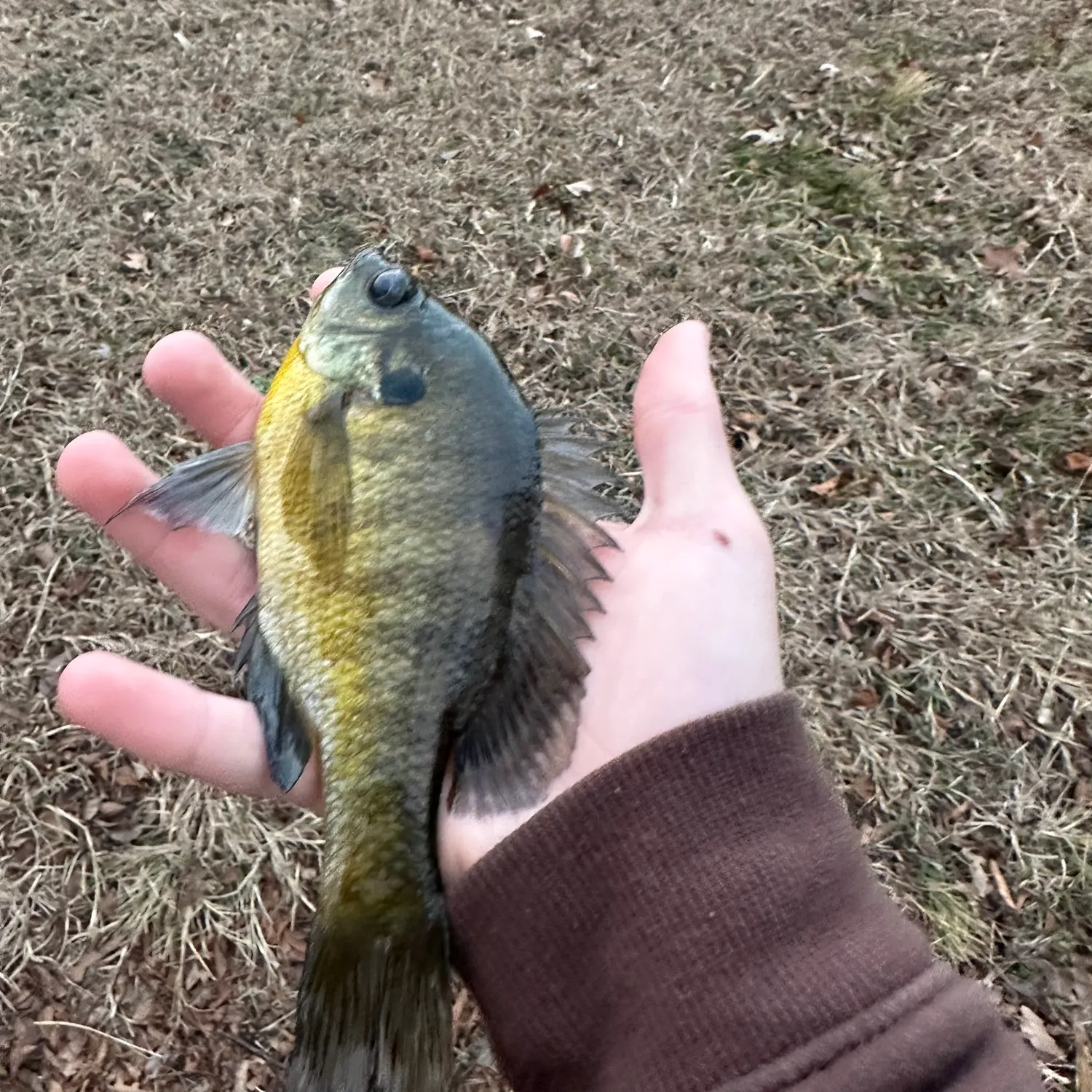 The most recent Bluegill catches on Fishbrain