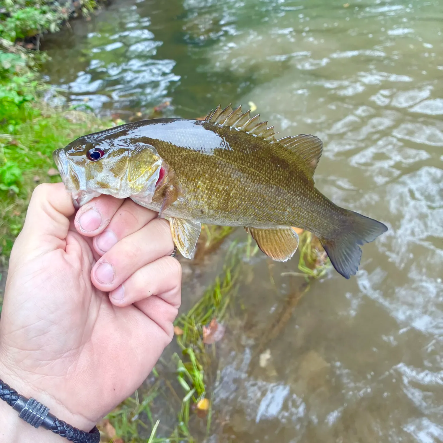 Smallmouth bass caught on Fishbrain