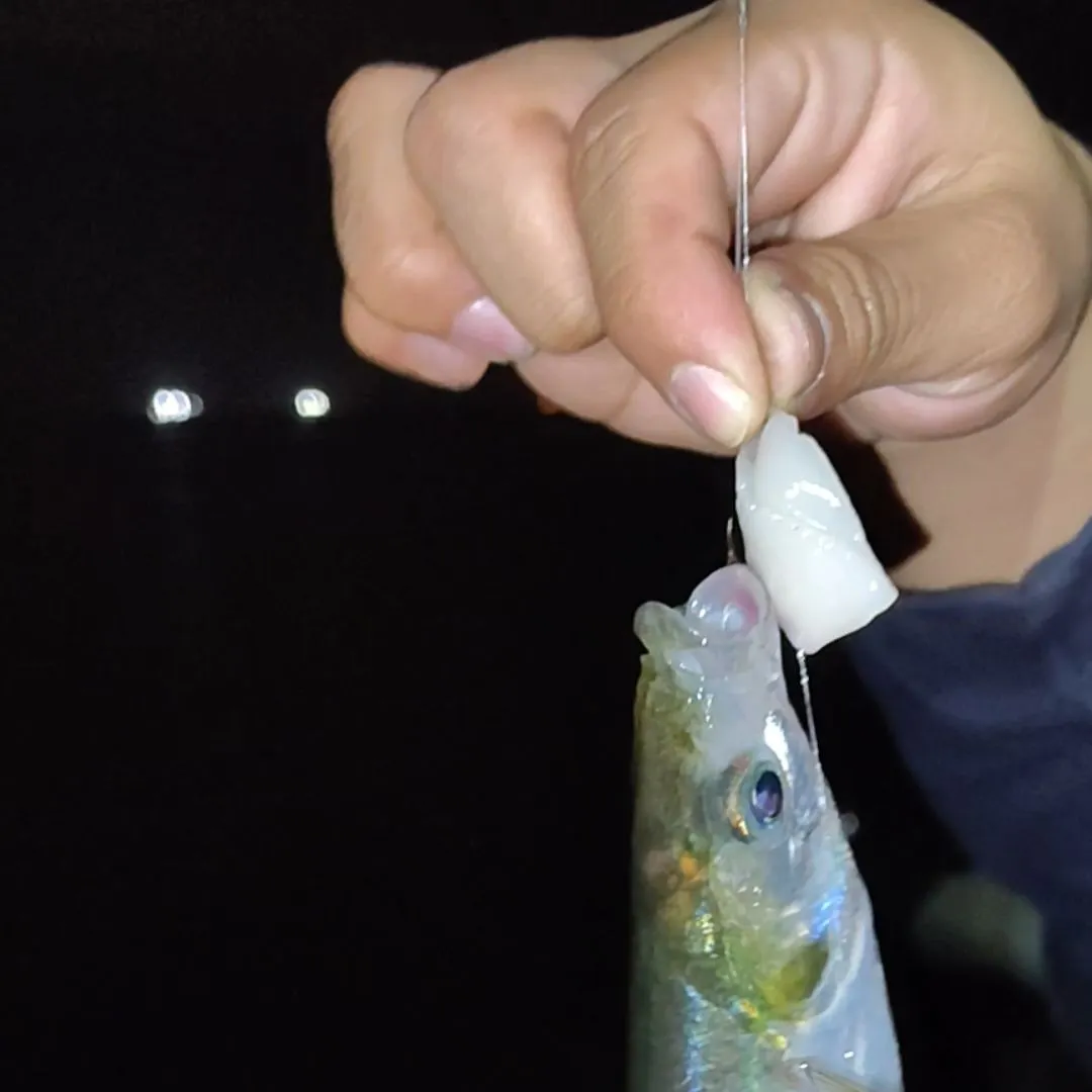 Surf smelt caught on Fishbrain