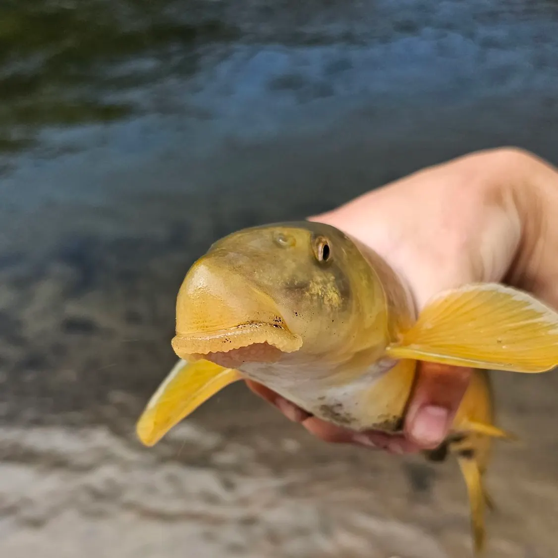 The most recent Sacramento sucker catches on Fishbrain