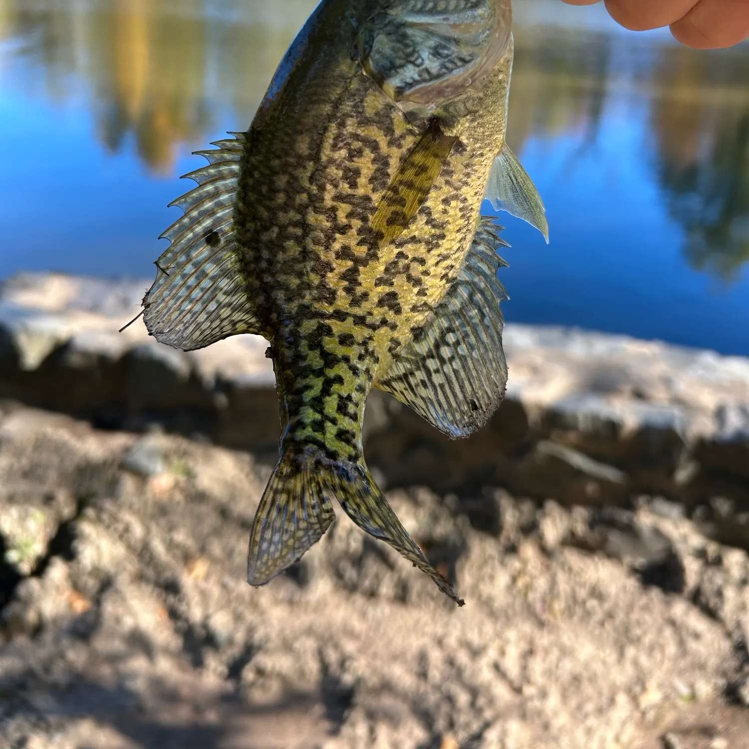 Black crappie caught on Fishbrain