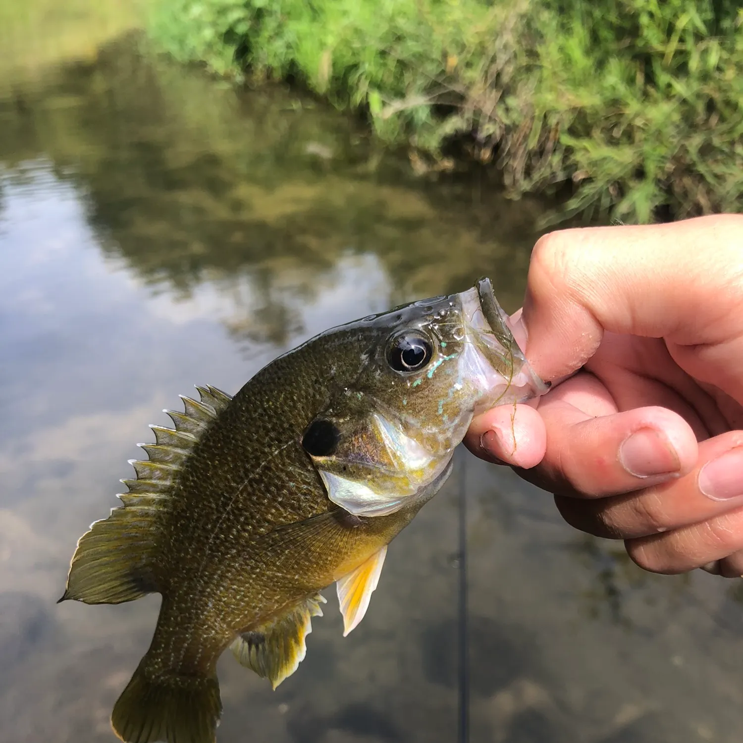 angler catch