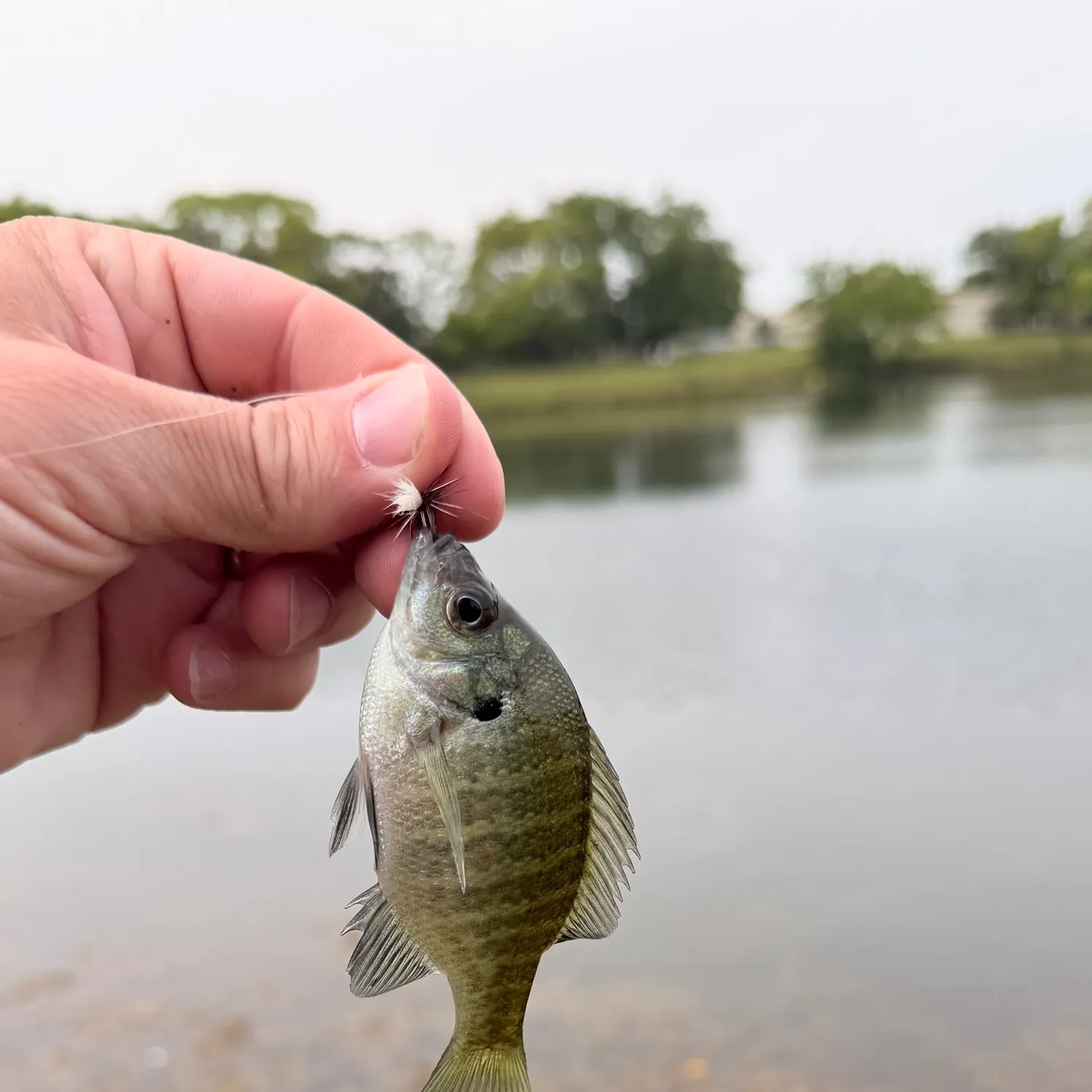 Bluegill caught on Fishbrain