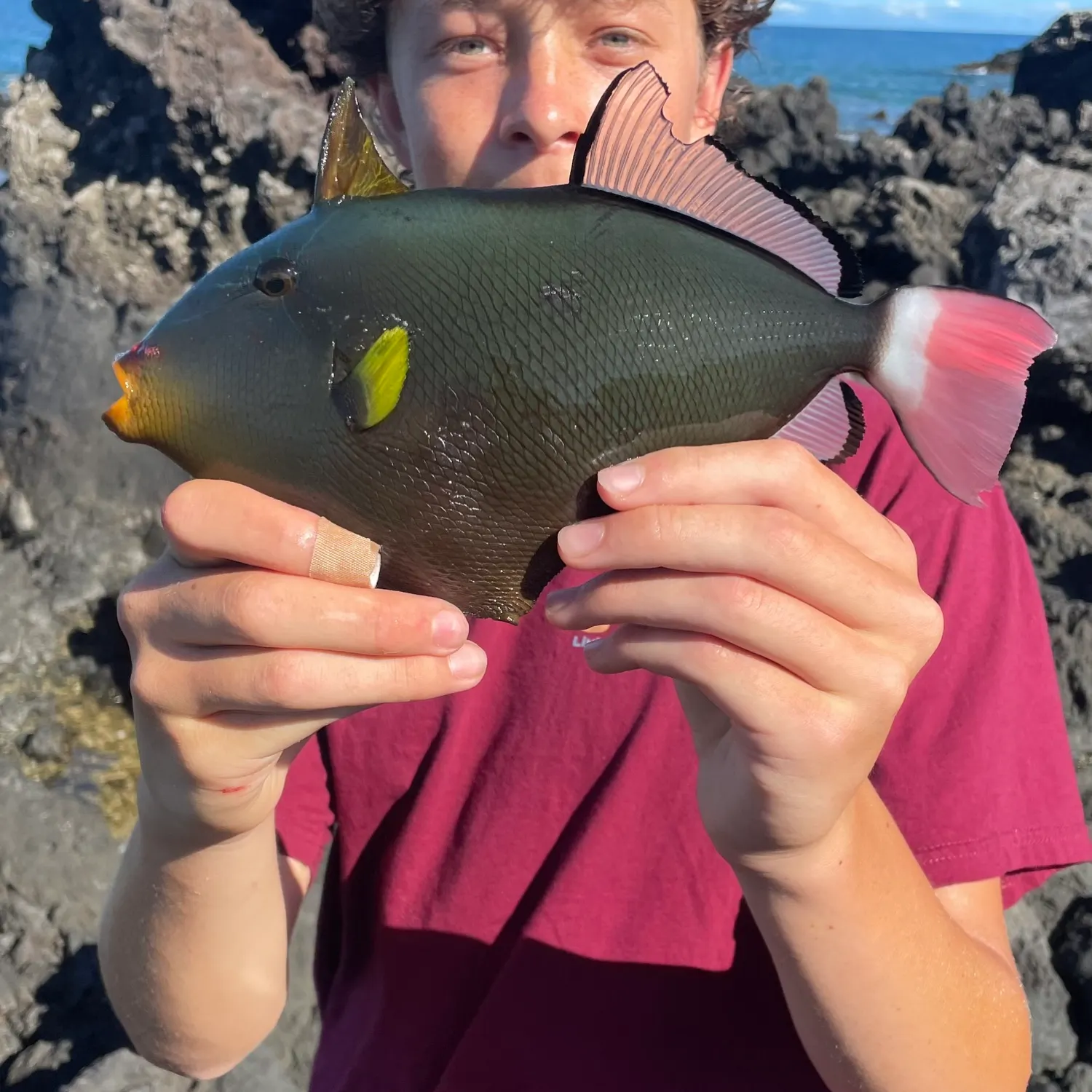 The most recent Pinktail triggerfish catches on Fishbrain