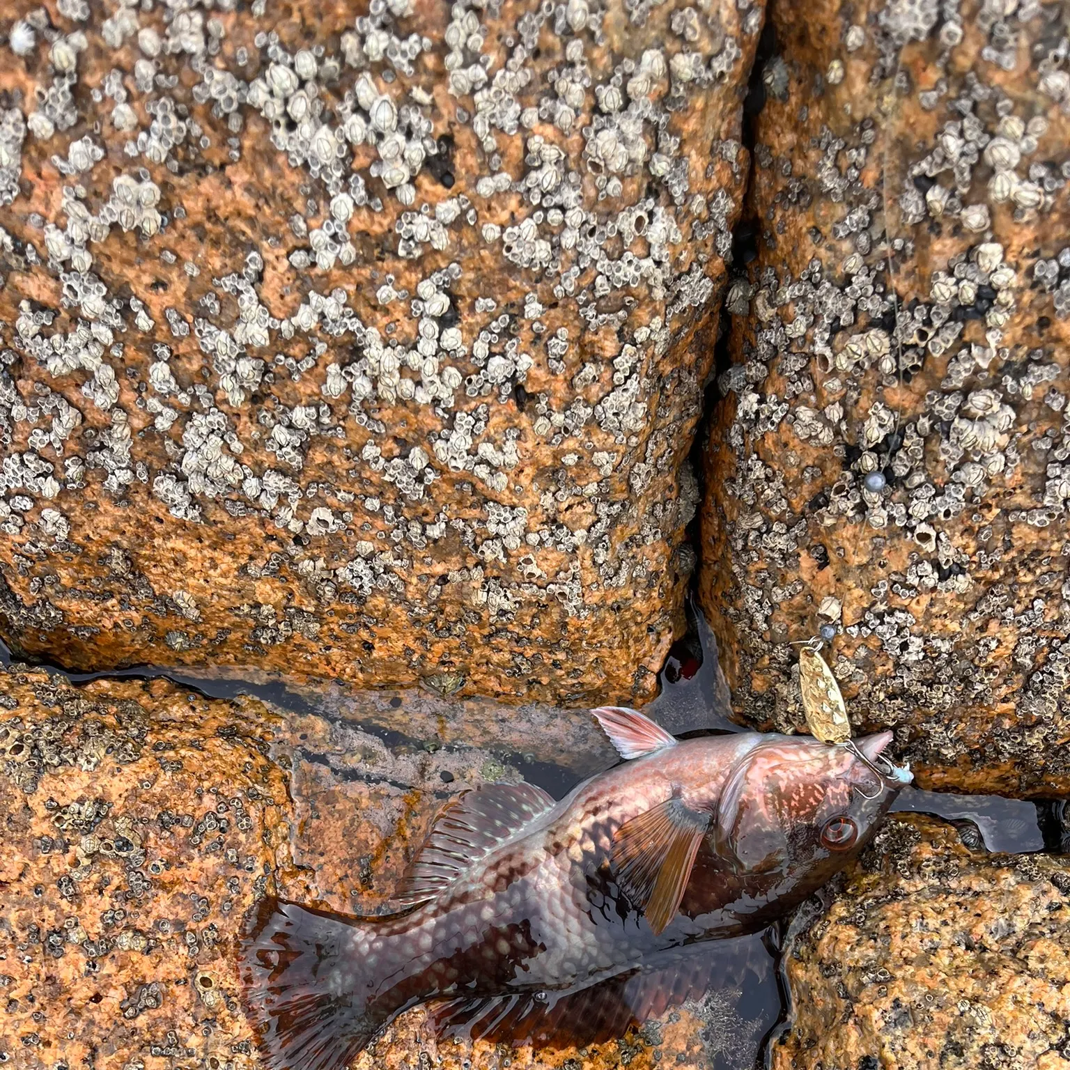 The most recent Blue-throated wrasse catches on Fishbrain