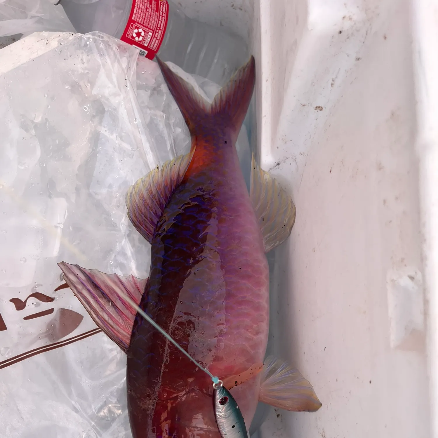 The most recent Goldsaddle goatfish catches on Fishbrain