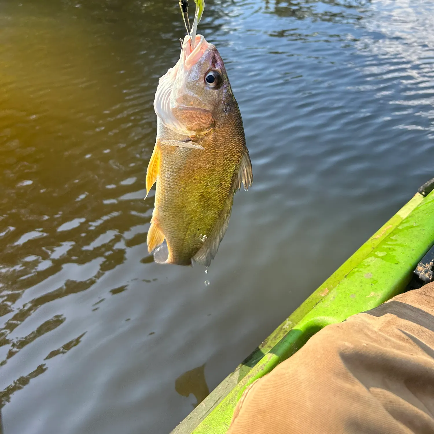 Freshwater drum caught on Fishbrain