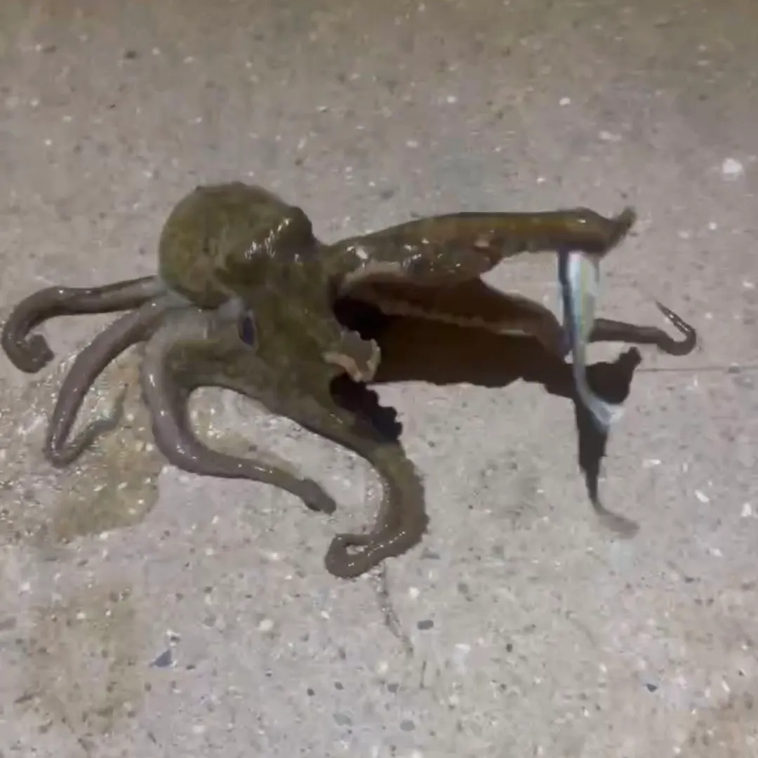 The most recent Common octopus catches on Fishbrain
