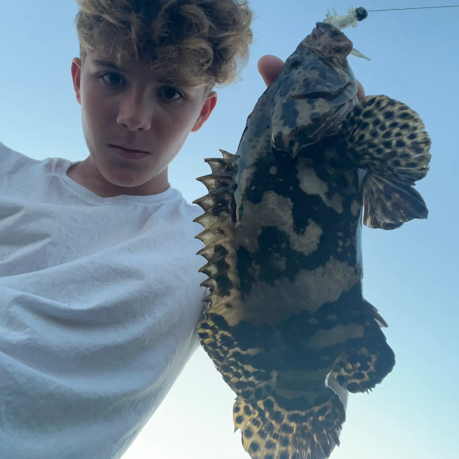 The most recent Atlantic goliath grouper catches on Fishbrain
