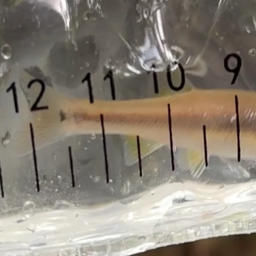 The most recent Dixie chub catches on Fishbrain
