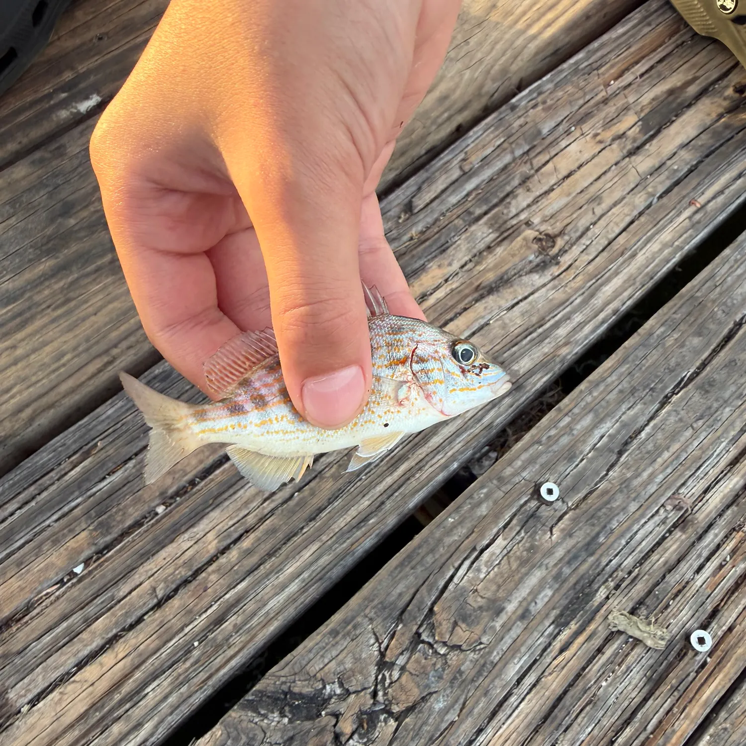 catch