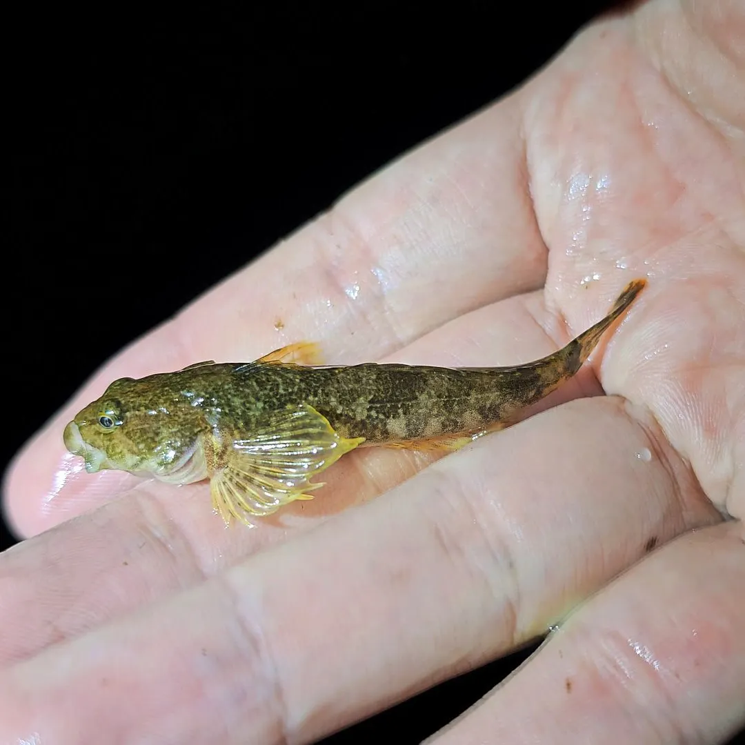 Mottled sculpin caught on Fishbrain