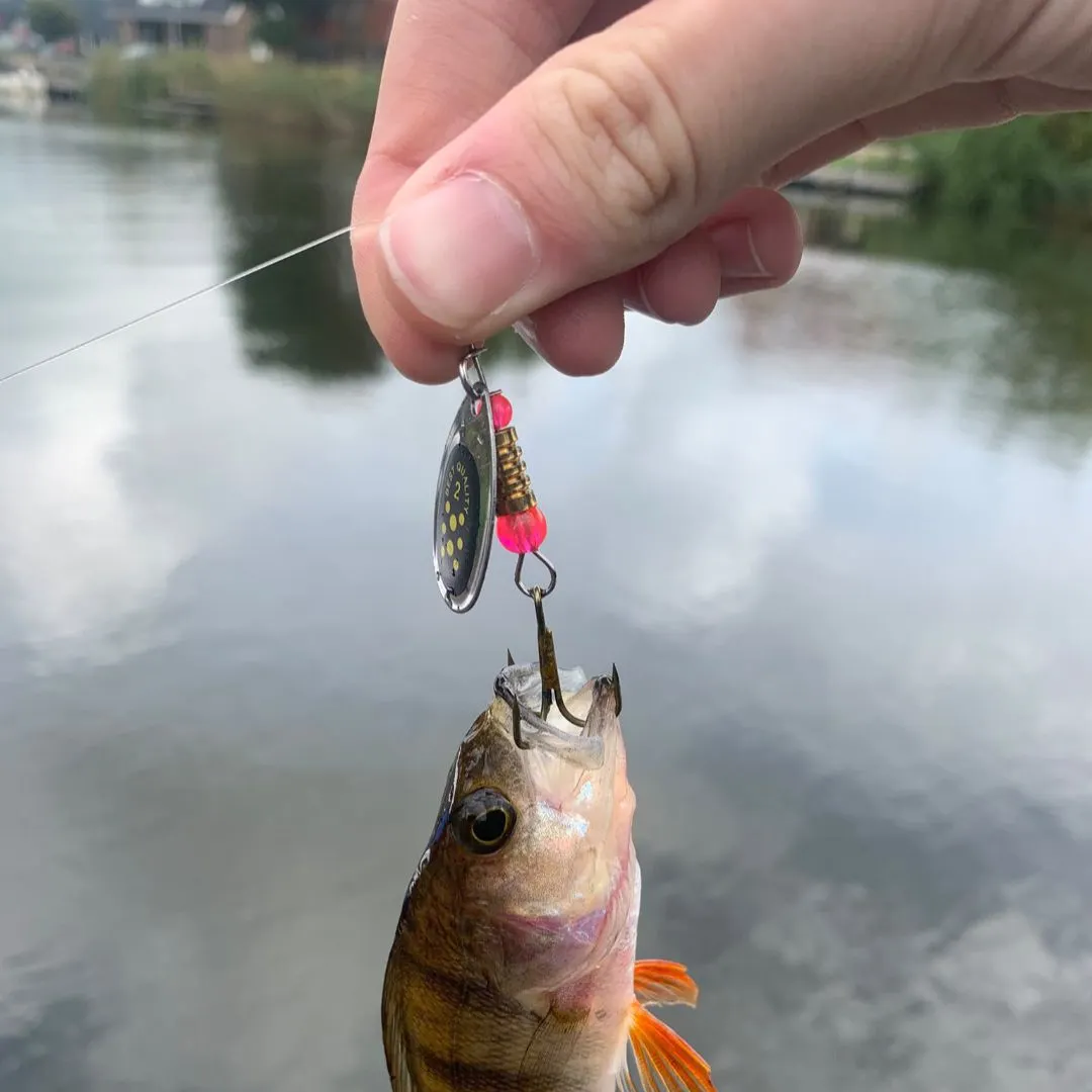 European perch caught on Fishbrain